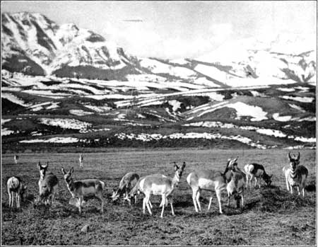 pronghorn