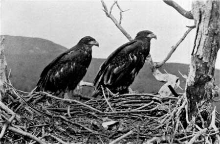 bald eagles