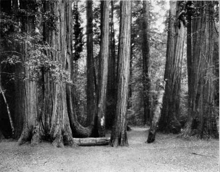 Muir Woods