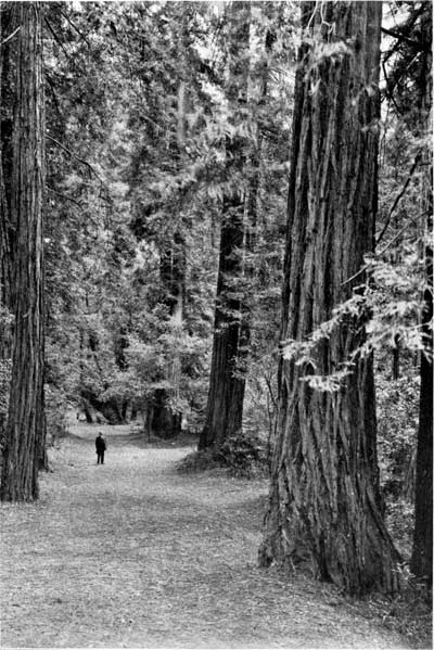 Muir Woods