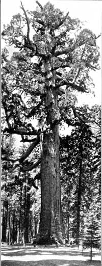 sequoia