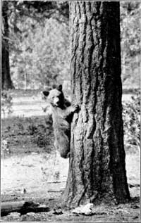 black bear