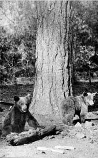 black bears