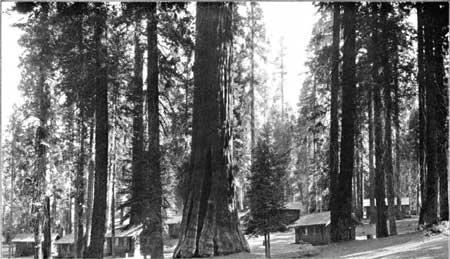 Giant Forest Lodge