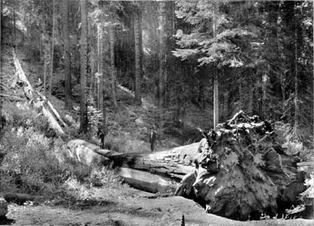 sequoia