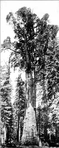 General Sherman Tree