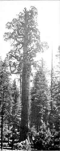 General Grant Tree