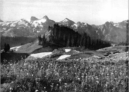flowers near timberline