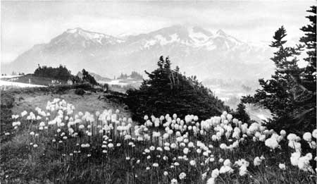 bear grass