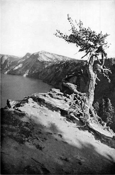 tree on rim