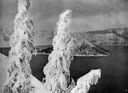 snow-covered trees