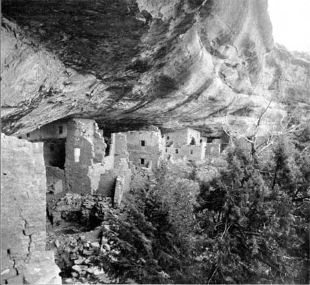 Spruce Tree House
