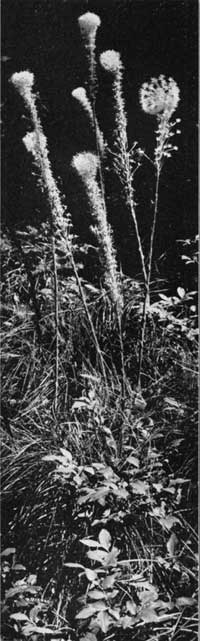 wildflowers