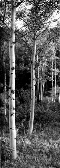 aspens
