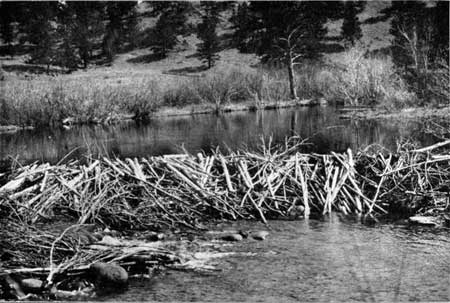 beaver dams