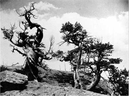 trees