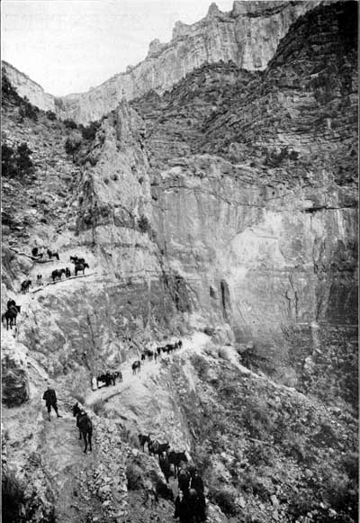 mule train