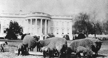 sheep grazing on White House lawn
