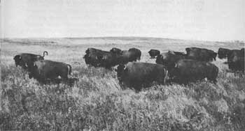 buffalo herd