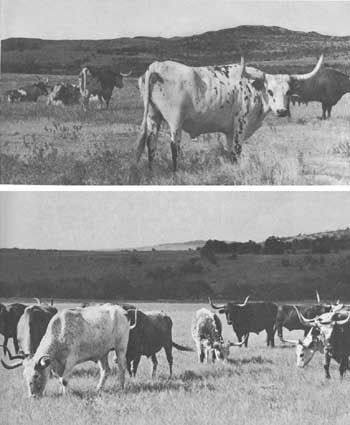 Longhorns