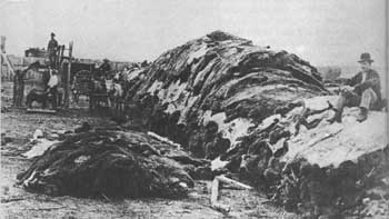 buffalo hides