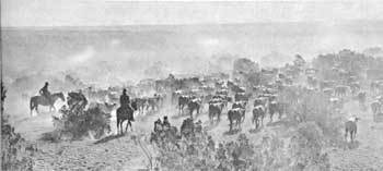 cattle drive