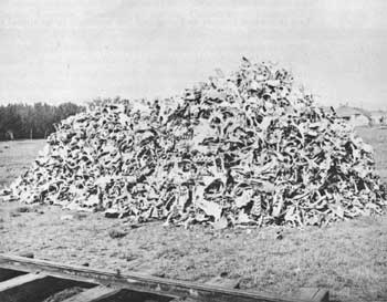 cattle bones