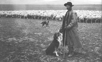 sheepherder