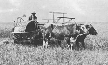 Marsh self-binder, drawn by oxen