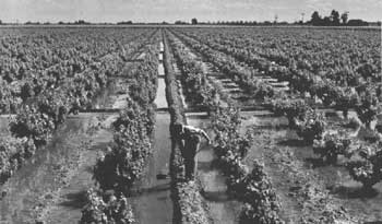 farm