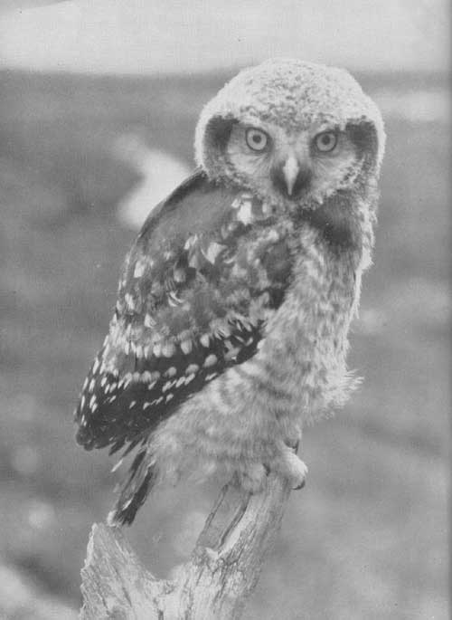 Wildlife Portfolio of the Western National Parks (American Hawk Owl)