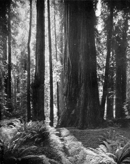 redwoods