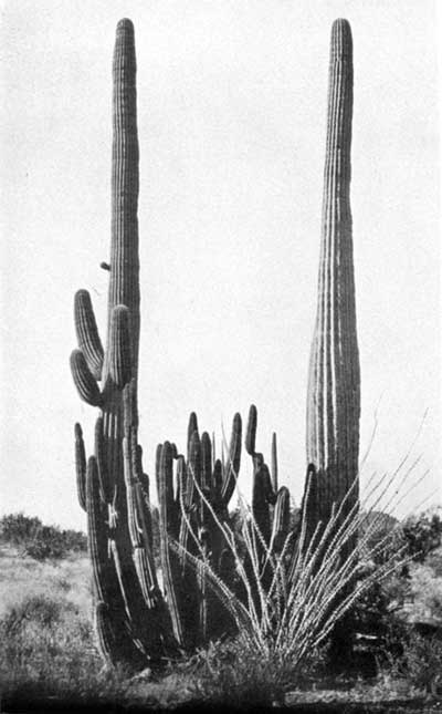 cacti