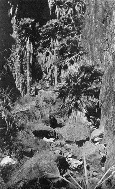 palms