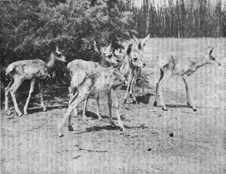 Antelope fawns