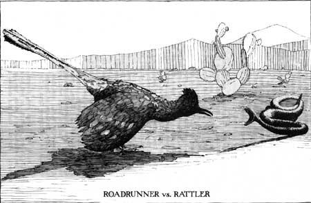 cartoon sketch of Roadrunner vs. Rattler