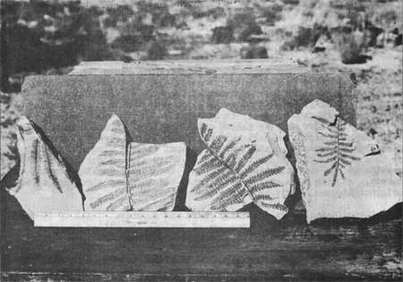 fossil leaf impressions