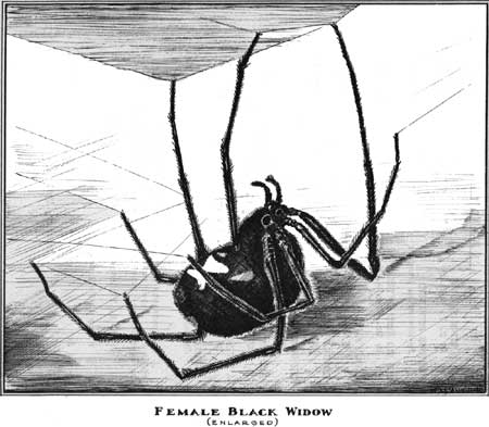 female black widow spider