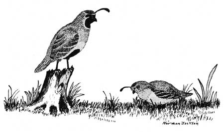 cartoon sketch of quail