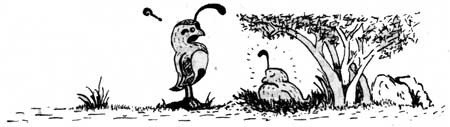 cartoon sketch of quail