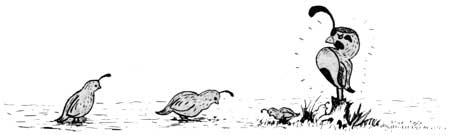 cartoon sketch of quail