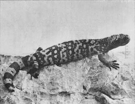 Arizona Gila Monster