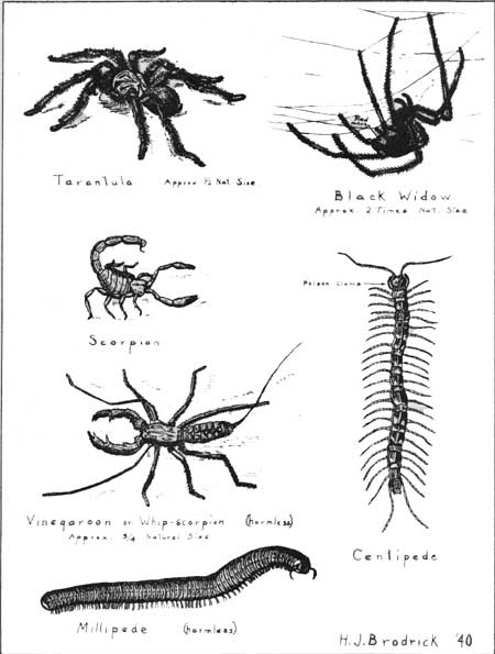 Poisonous insects