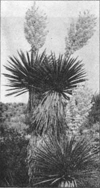 Yucca in bloom