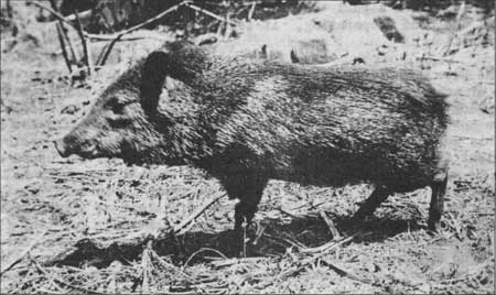 Collared peccary