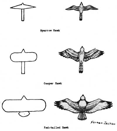 bird sketches