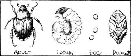 beetle life stages