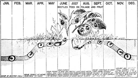 beetle annual cycle