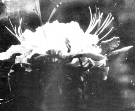 azalea