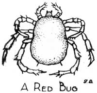 sketch of red bug